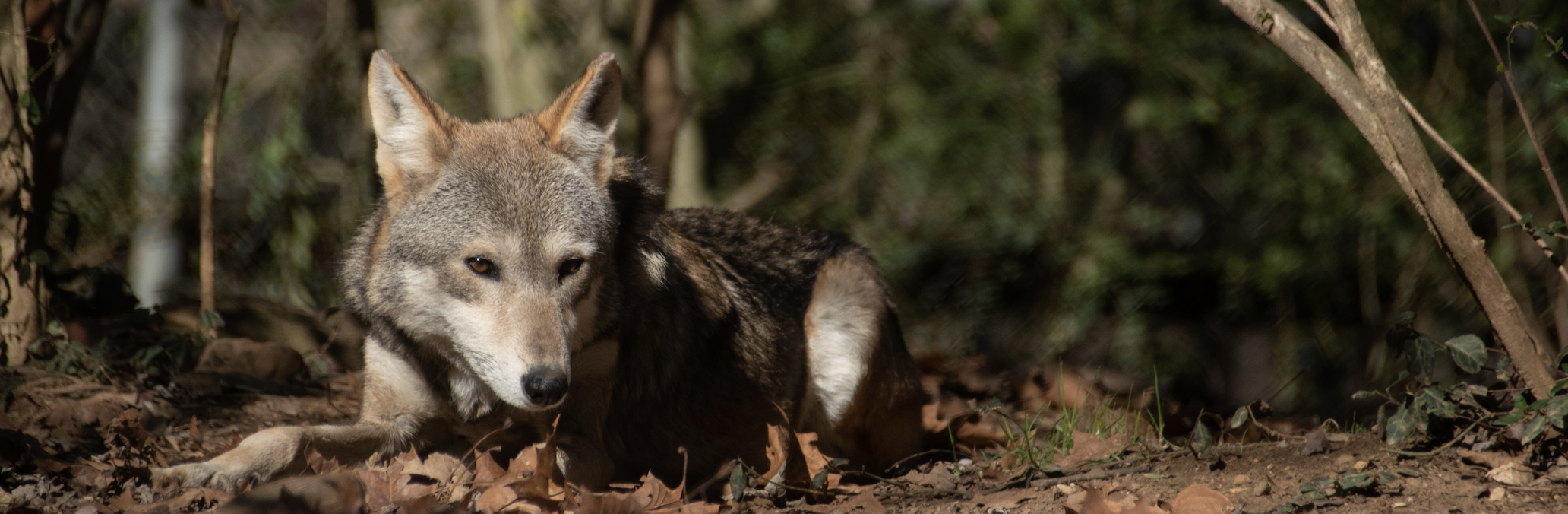Red Wolf, the Protector — Reflection Riding | Chattanooga nature
